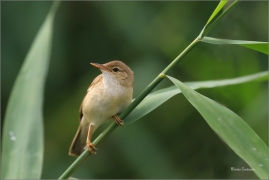 <p>RÁKOSNÍK OBECNÝ (Acrocephalus scirpaceus) - jižní Morava ---- /Eurasian reed warbler – Teichrohrsänger/</p>